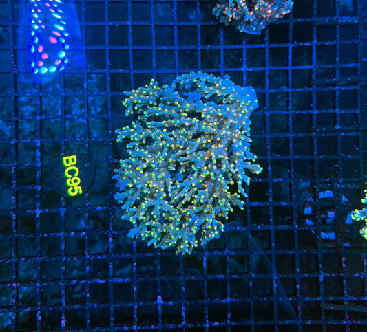 Malay Acro