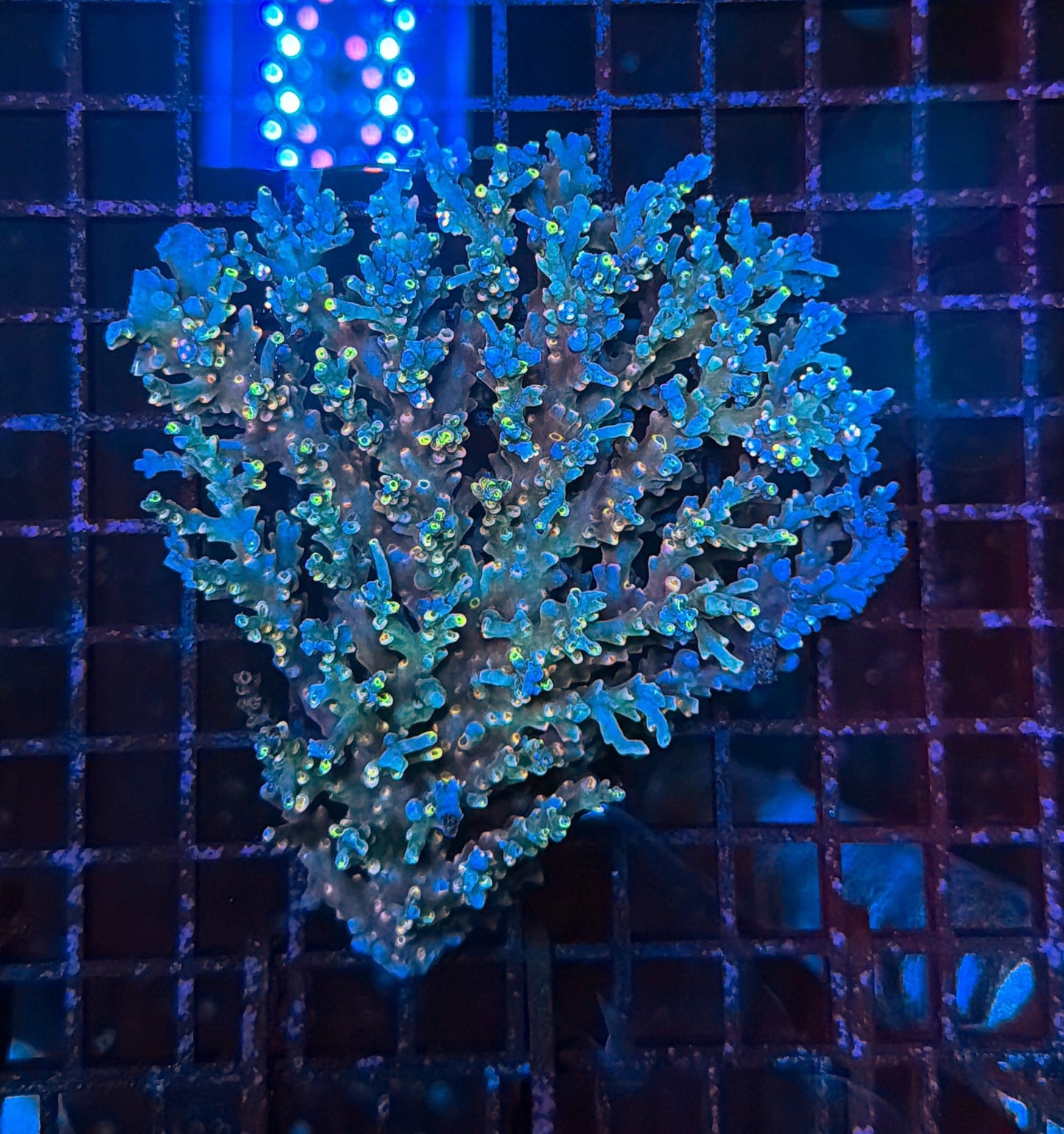 Malay speciosa lots barnacle