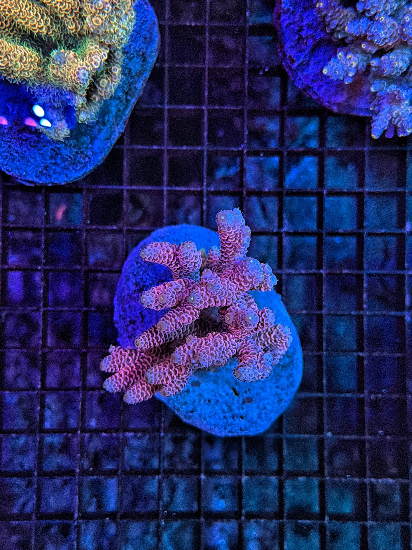 Indo Premium Acro