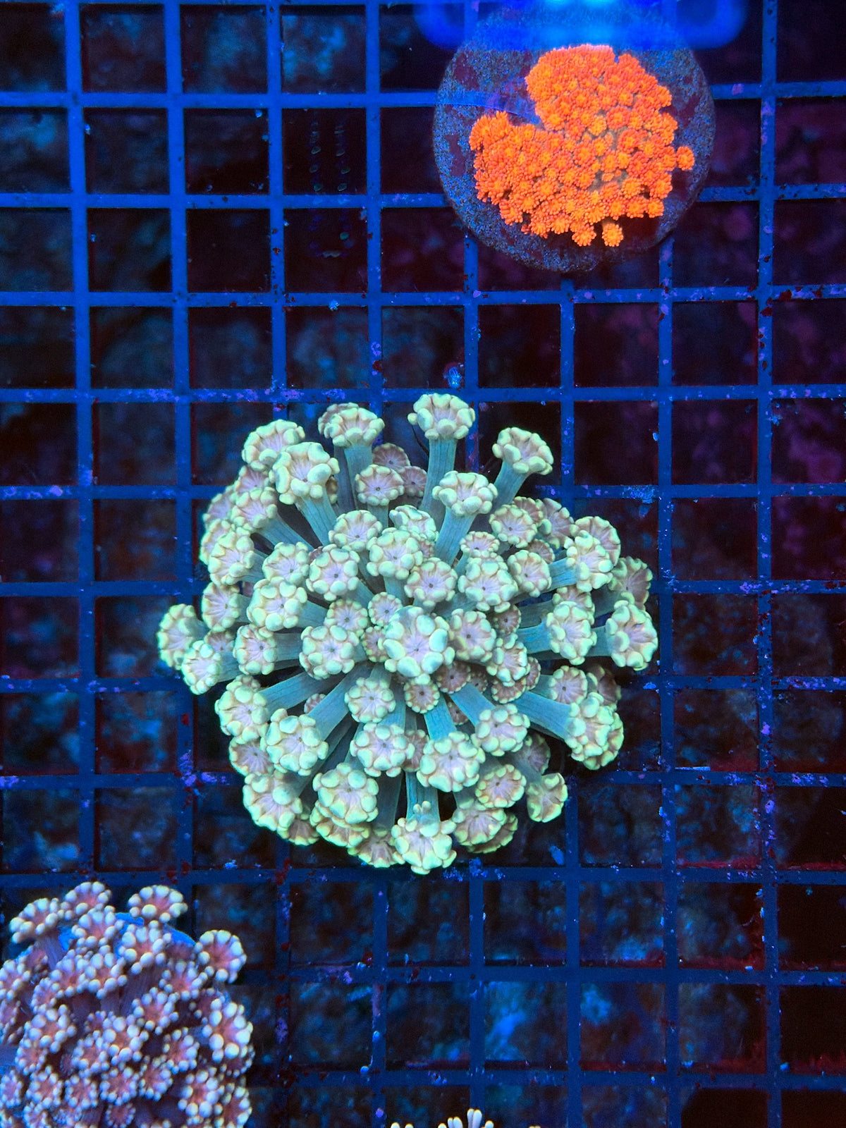 SP alveopora