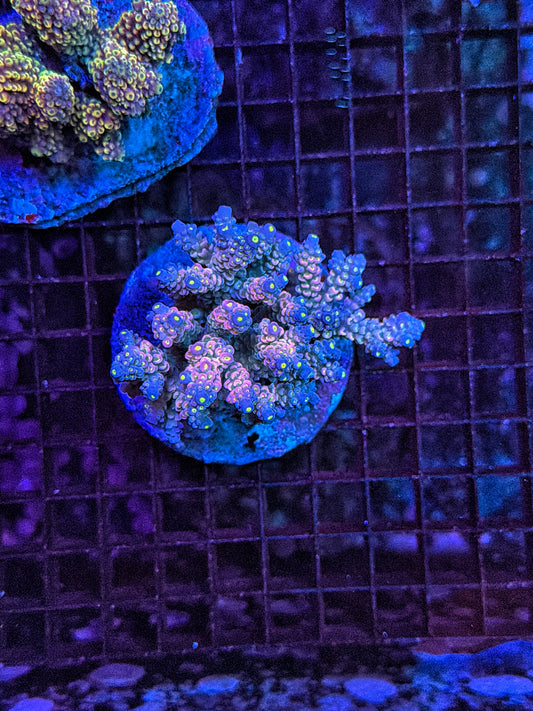 Indo Premium Acro