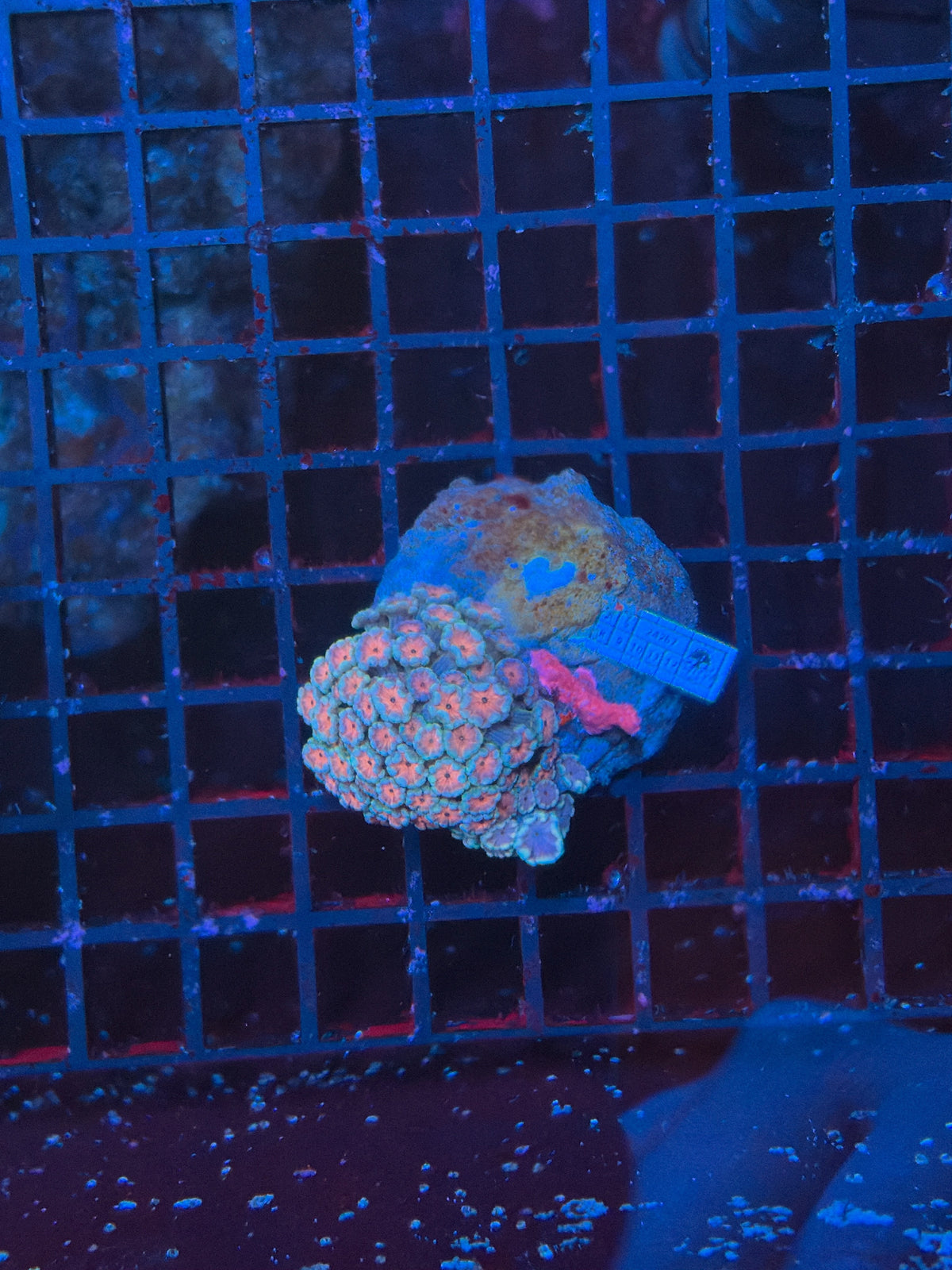 SP alveopora