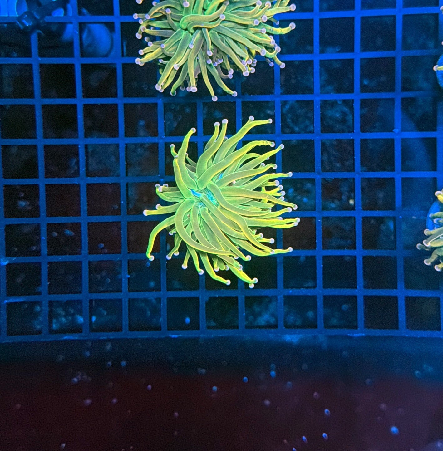 Malay pink tip hg cultured with decent flesh band