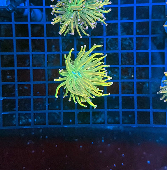 Malay pink tip hg cultured with decent flesh band