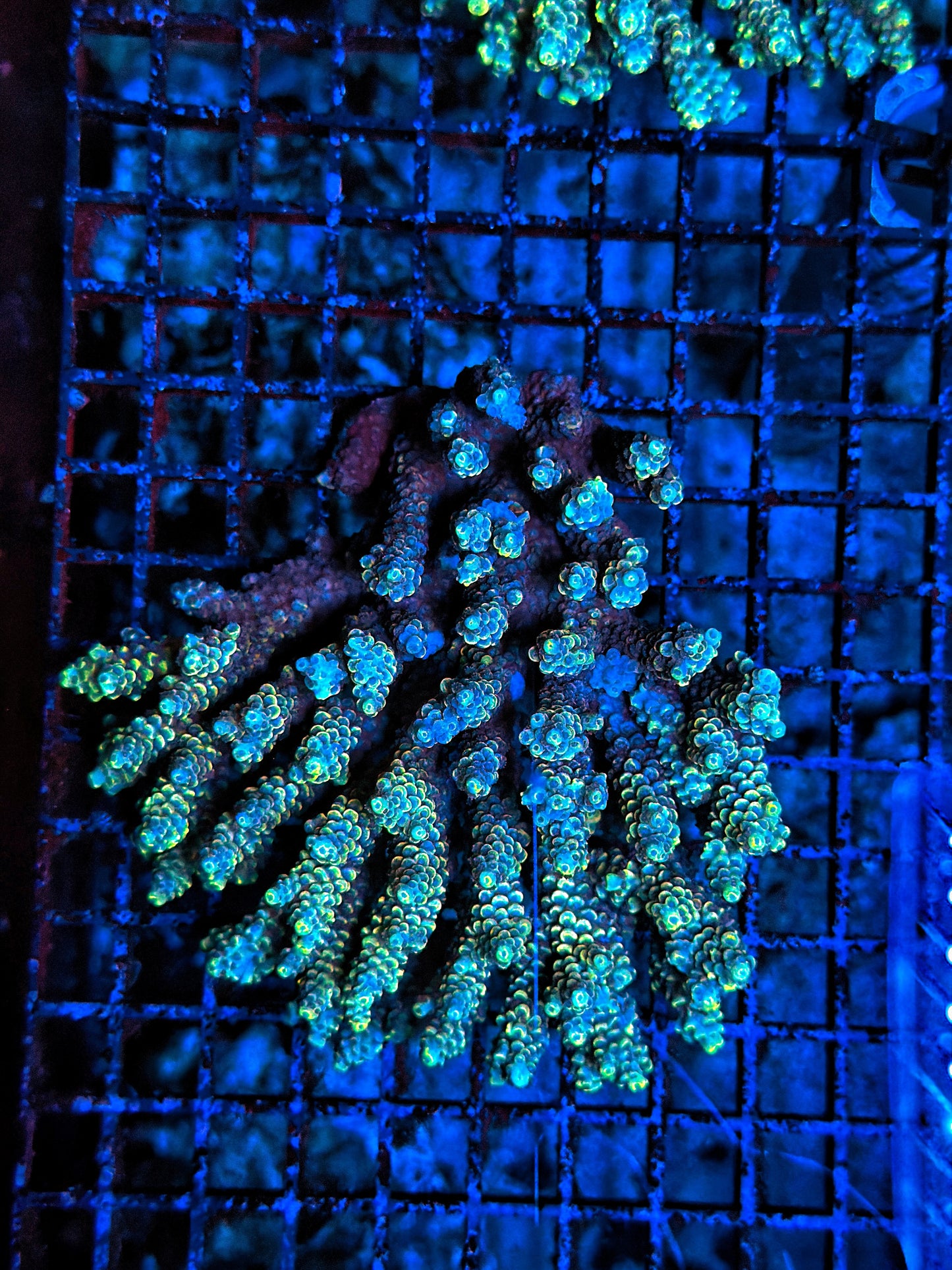 Malay Acro Graft but not colored up