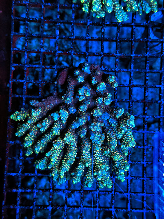 Malay Acro Graft but not colored up