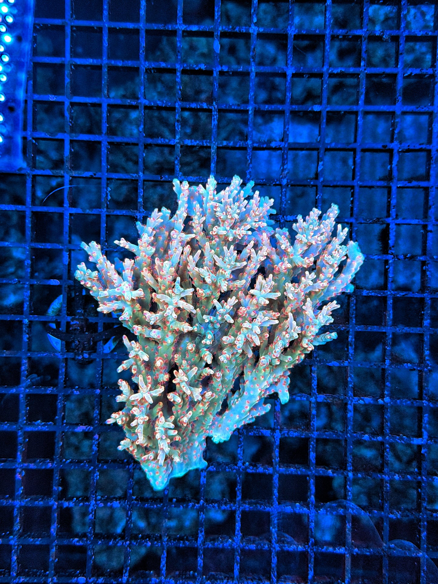 Malay acro