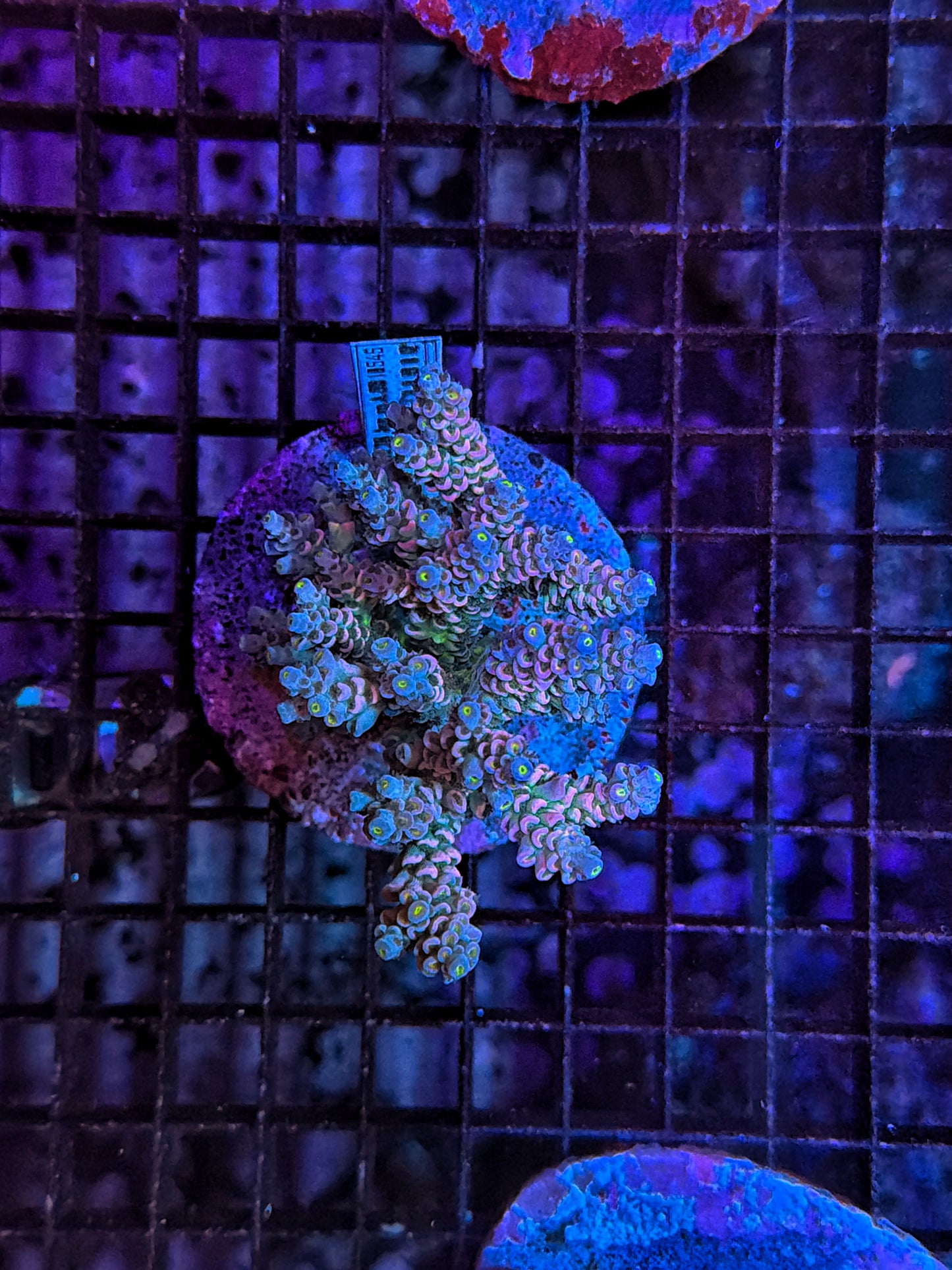 Indo Premium Acro