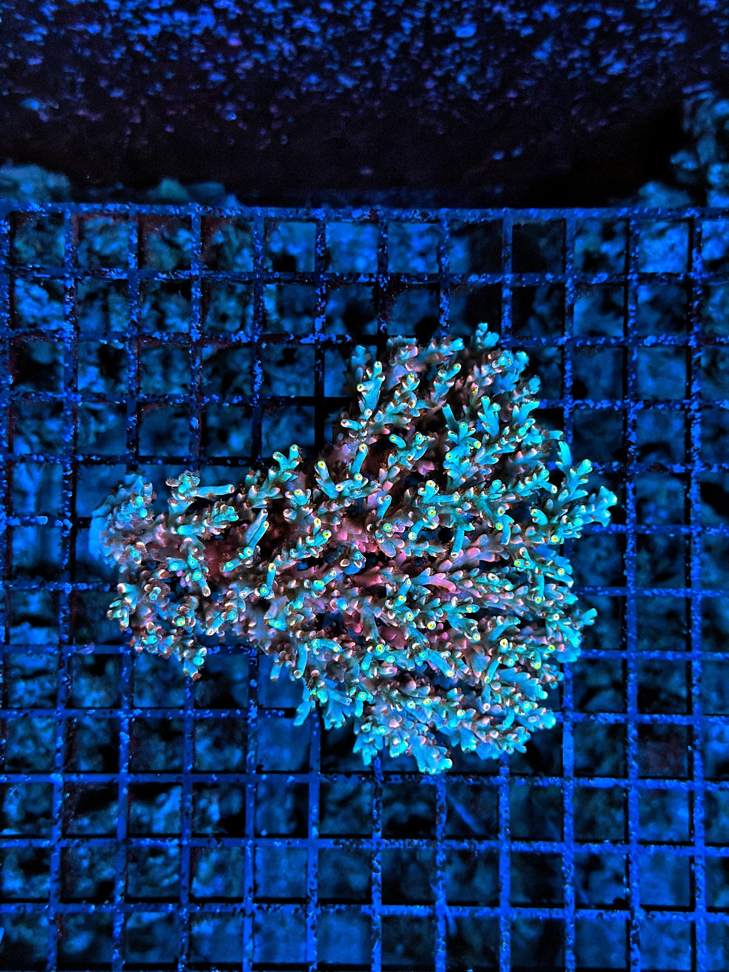 Malay Acro