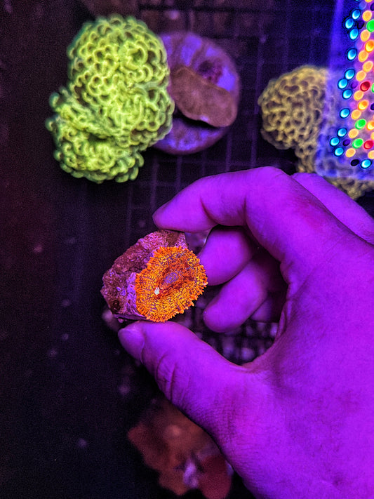 mushroom