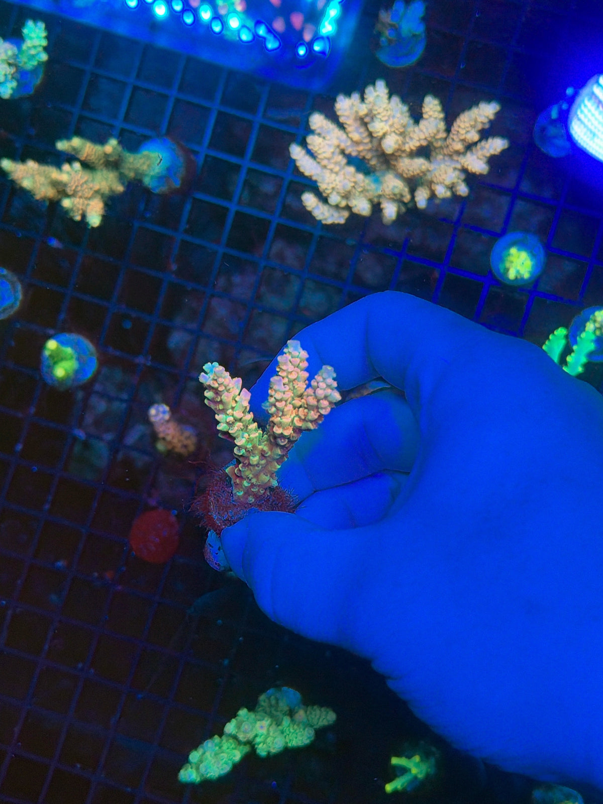 tenius frag