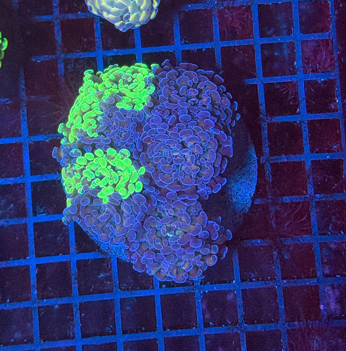 Toxic splatter hammer