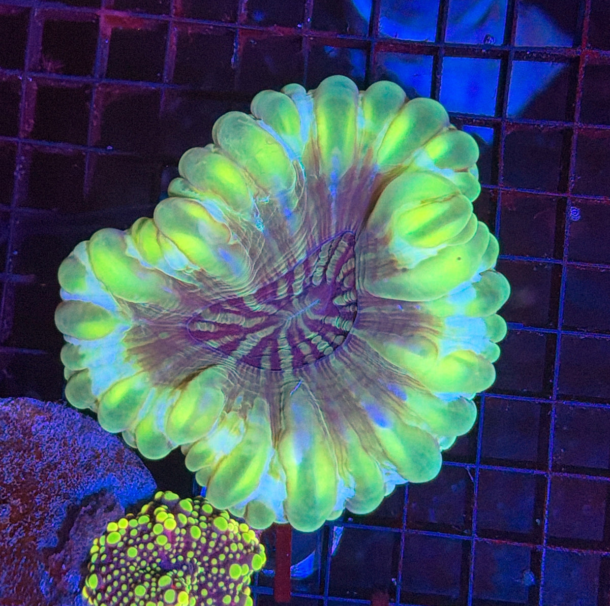 Sp Cynarina