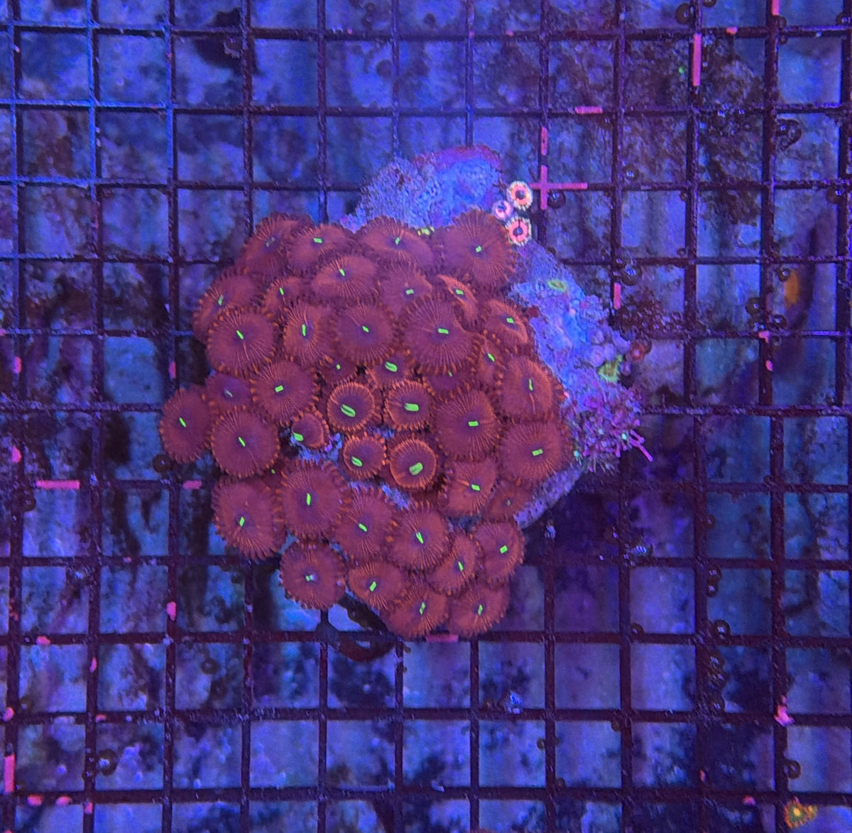 Rainbow zoa clearance