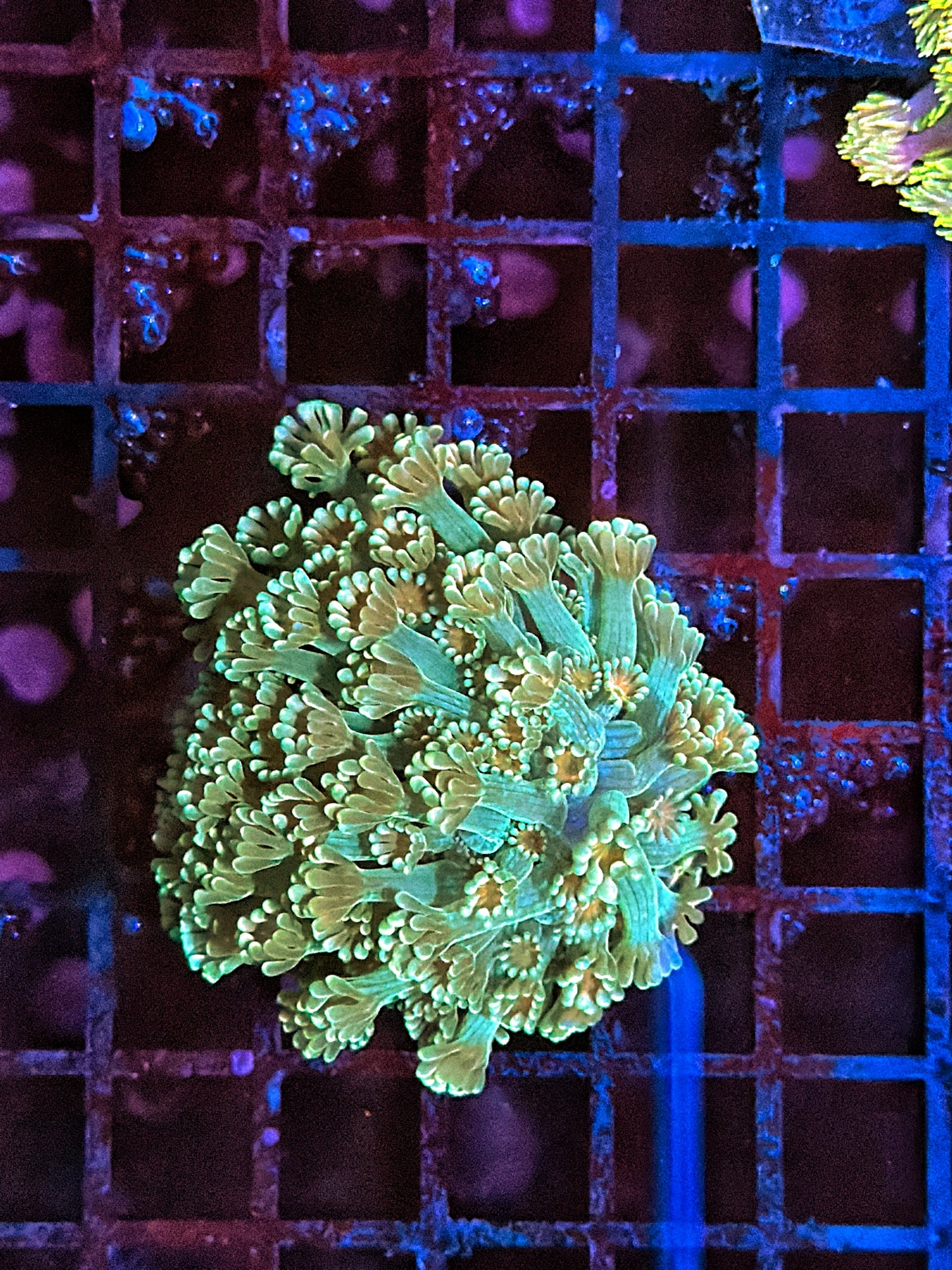 Rainbow alveopora