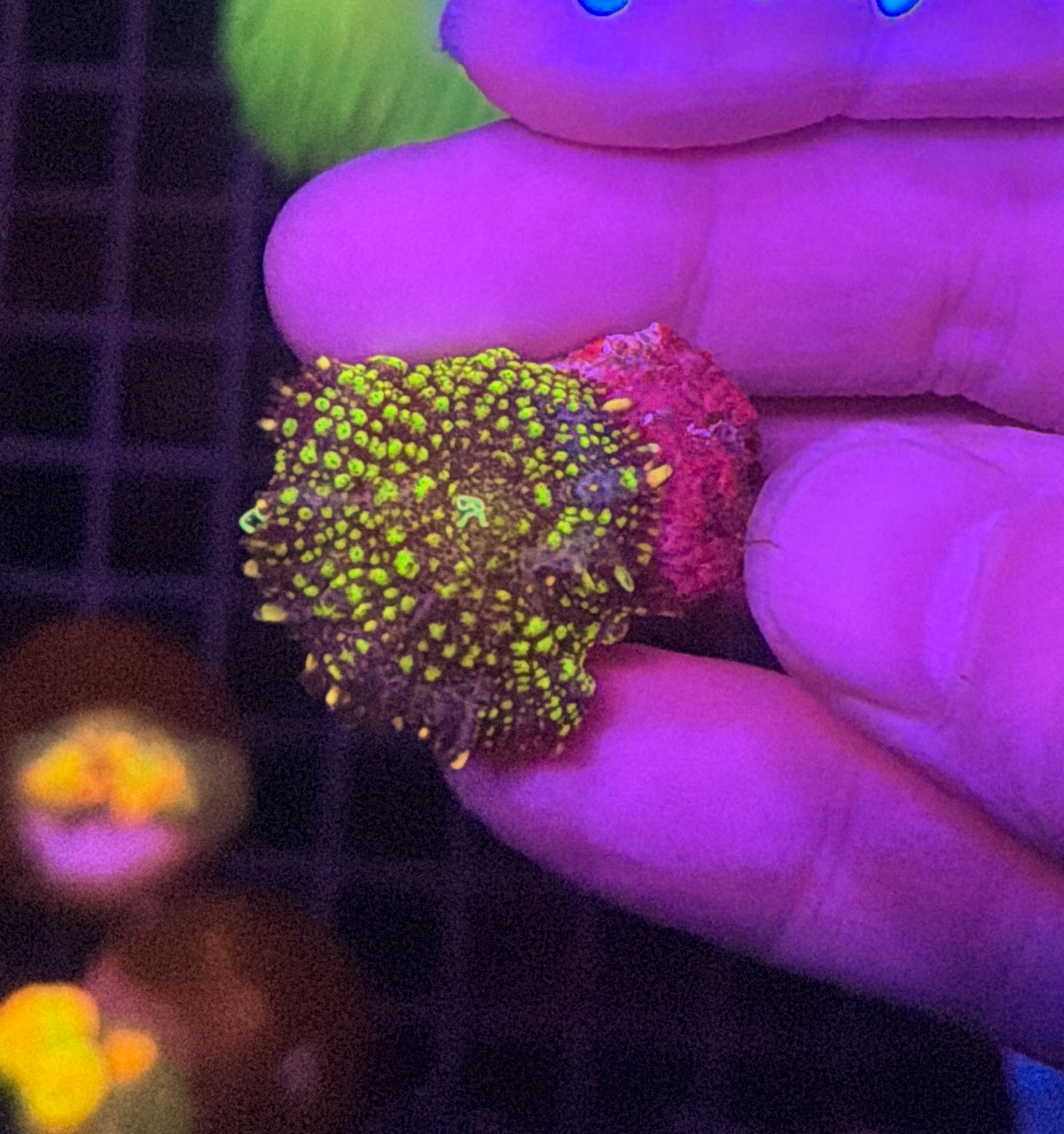 Green bounce mushroom clearance