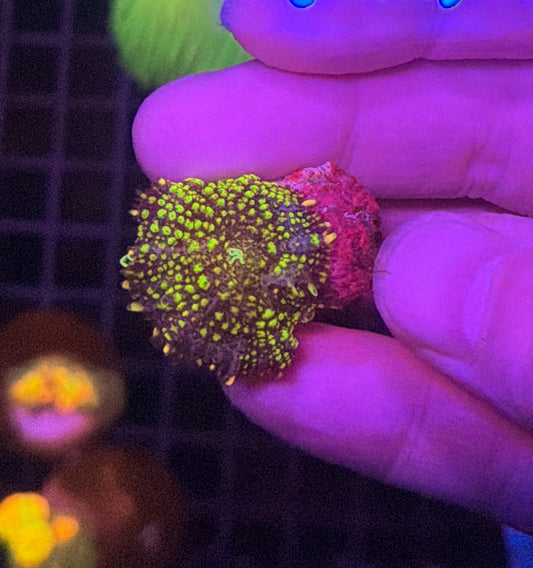 Green bounce mushroom clearance