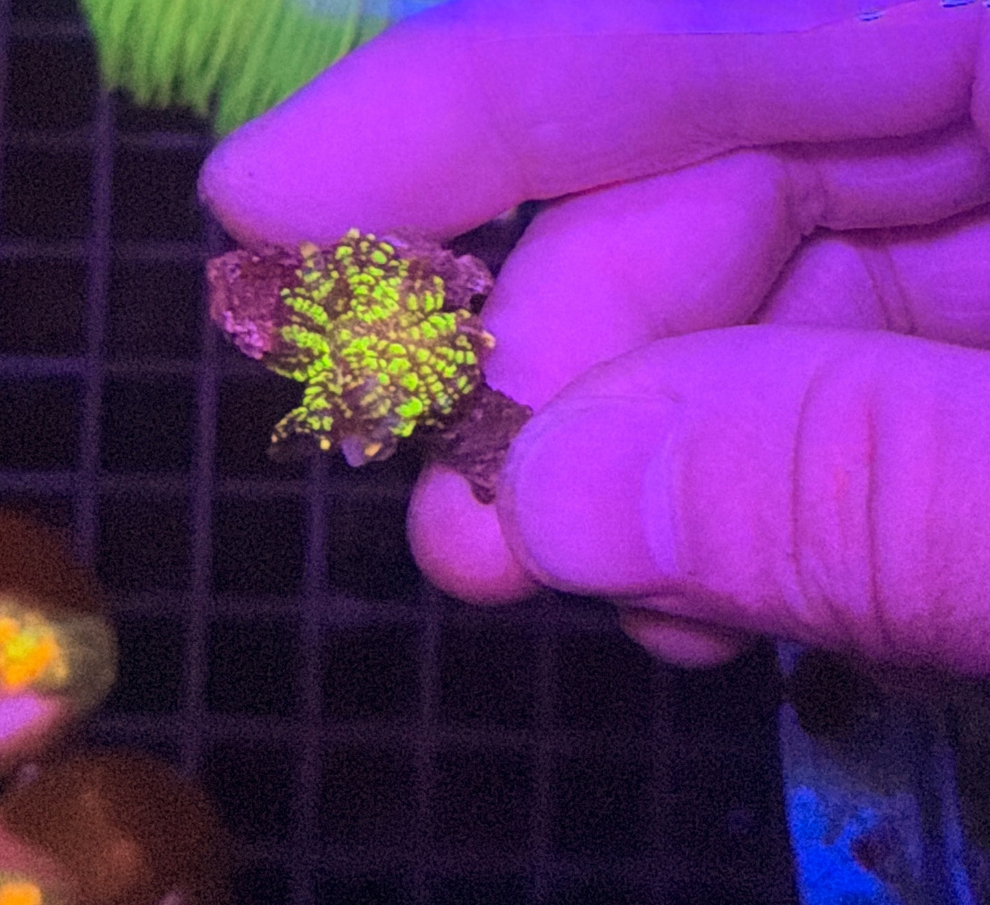 Green bounce mushroom clearance