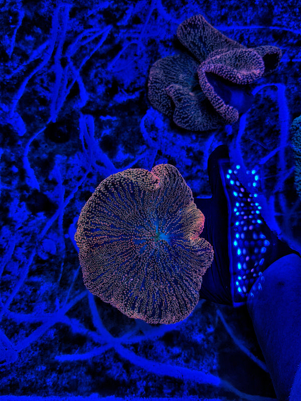 Red/orange  carpet