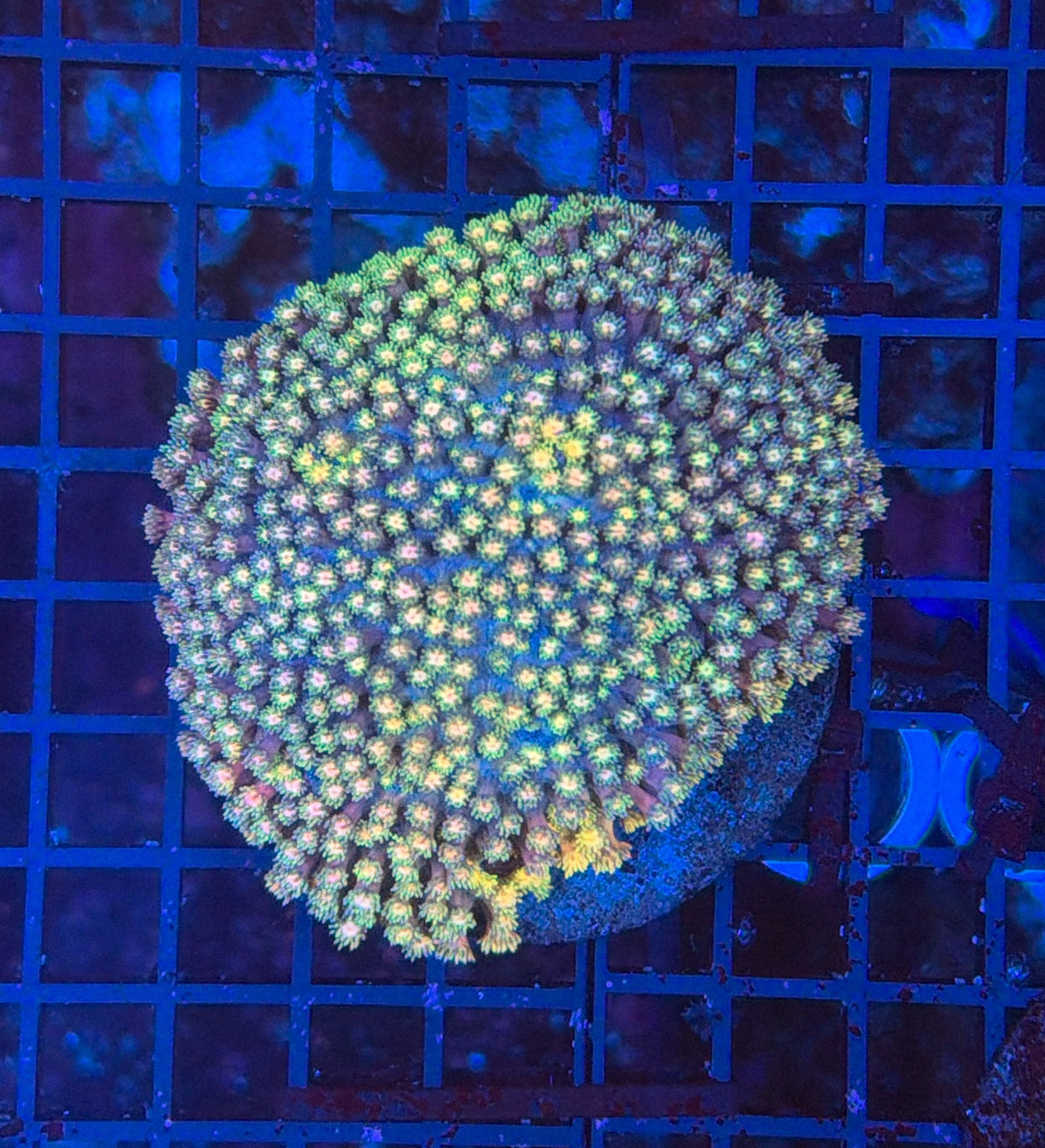 Rainbow Goni XXL