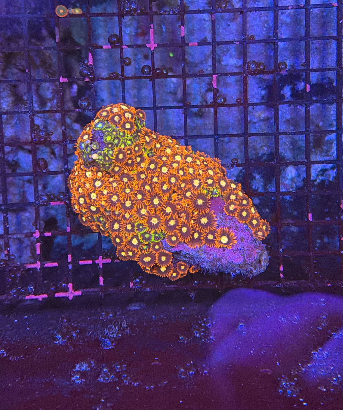 Rainbow zoa clearance