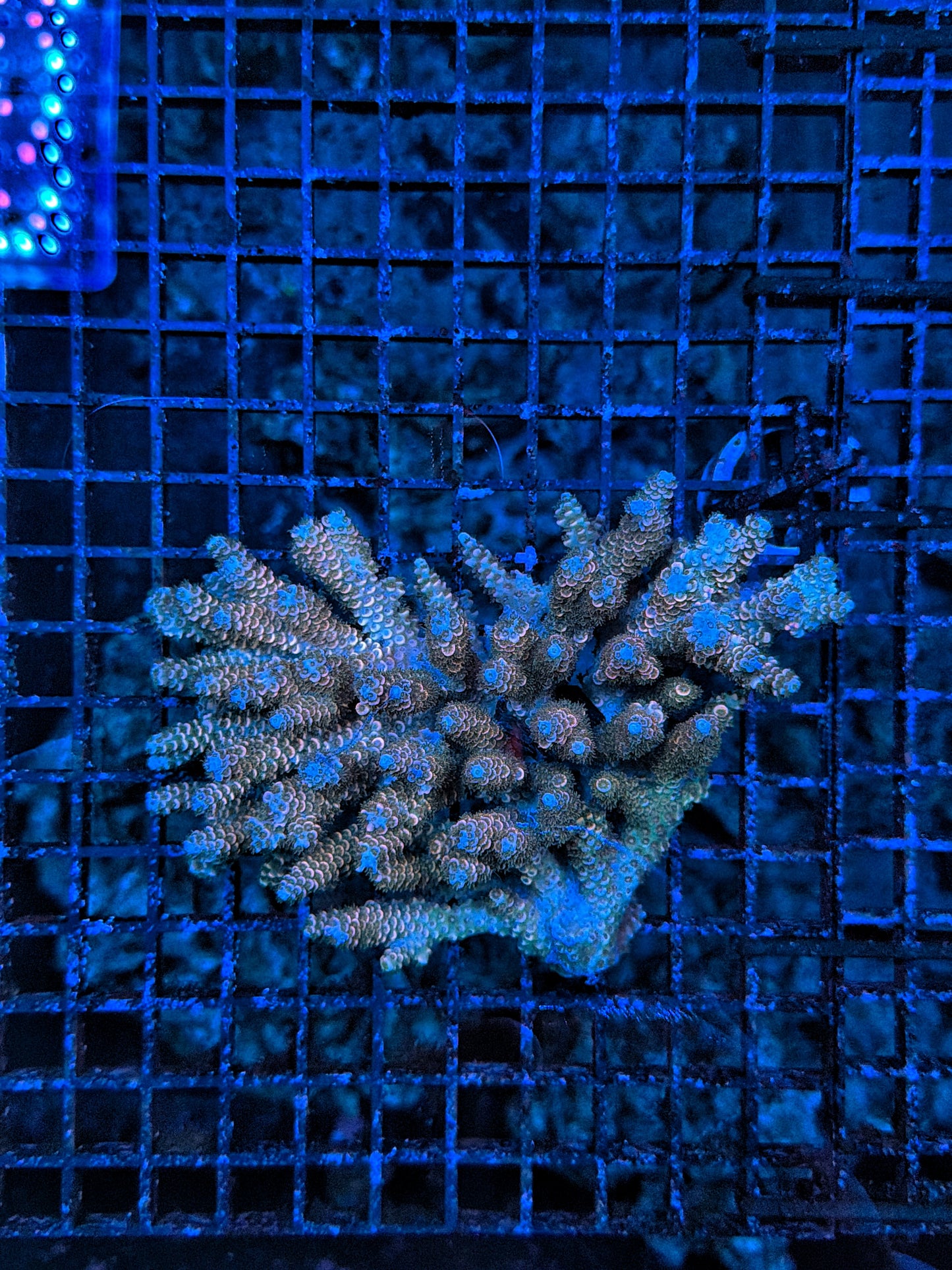 Malay acro