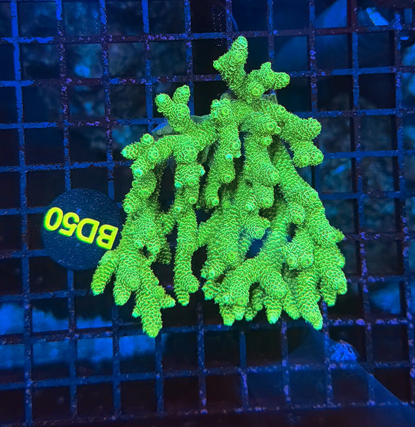 Malay milli