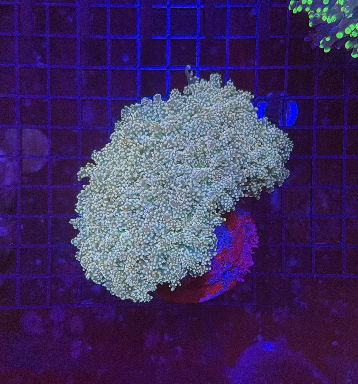 Frogspwan colony 4-8 heads