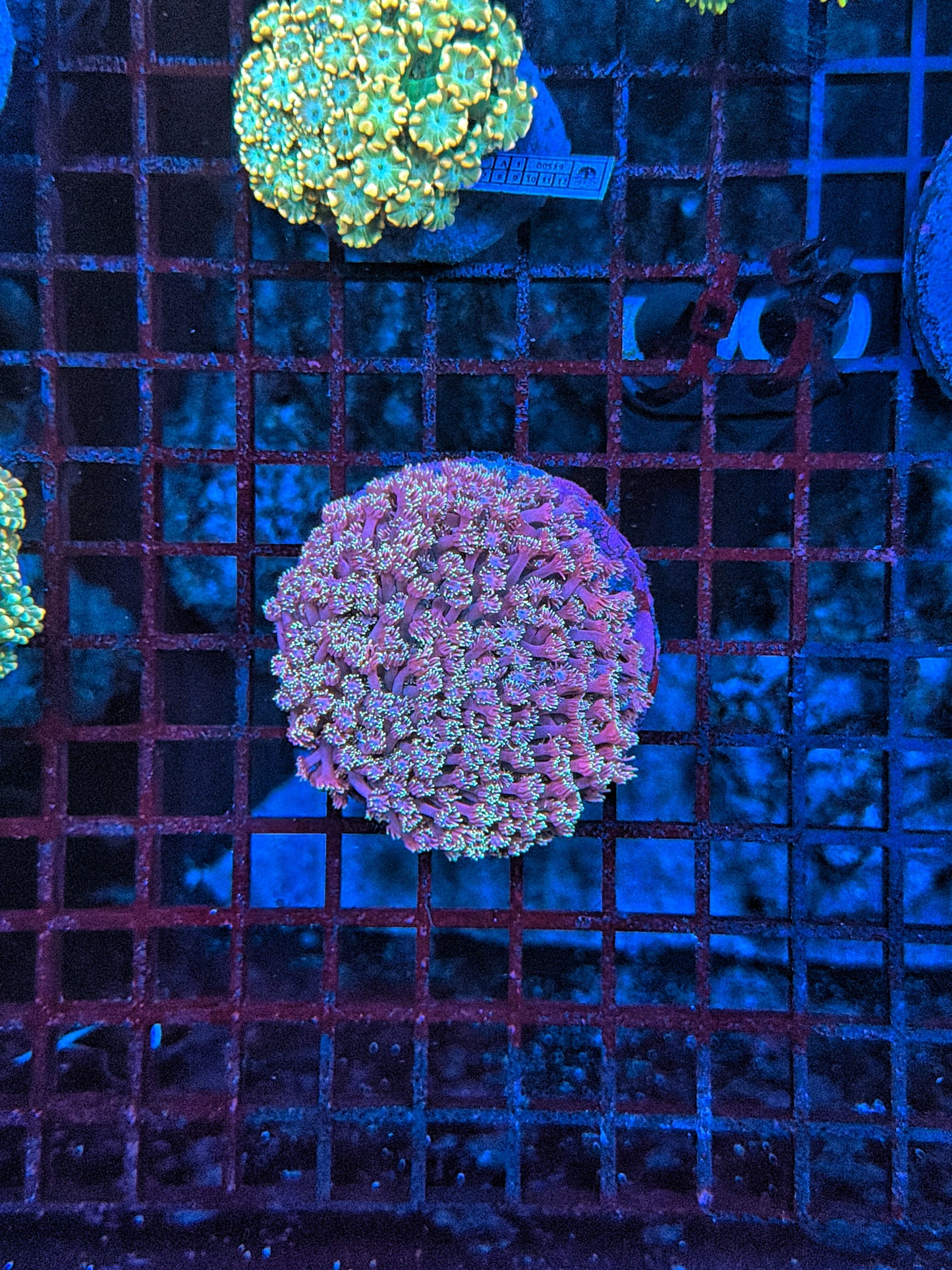 Sp Goniopora
