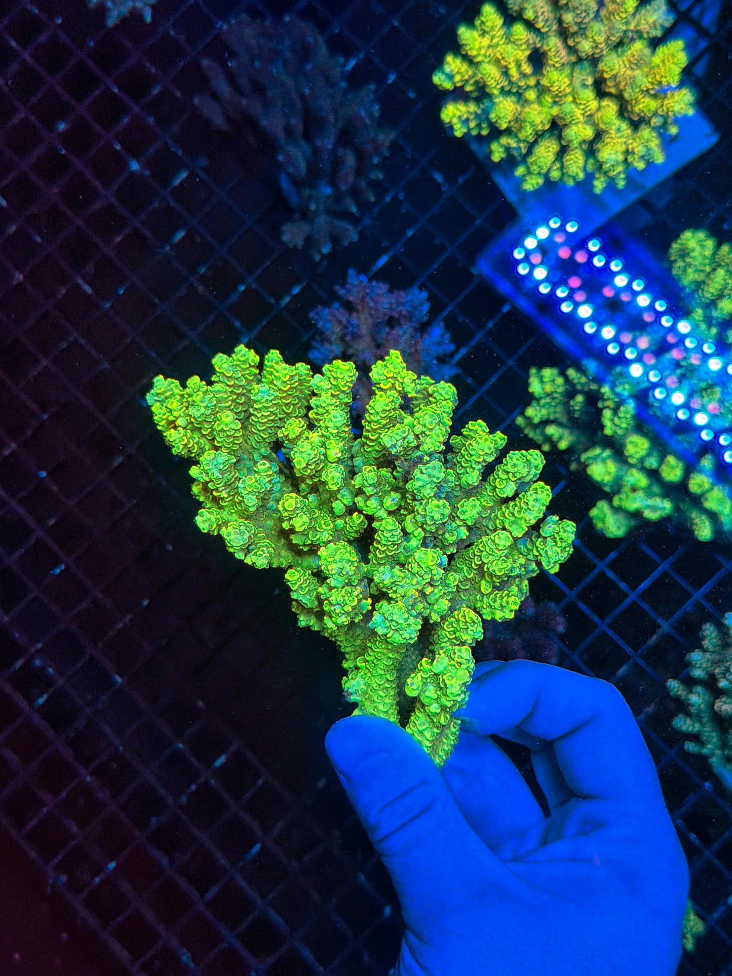 Malay tenius with barnacle