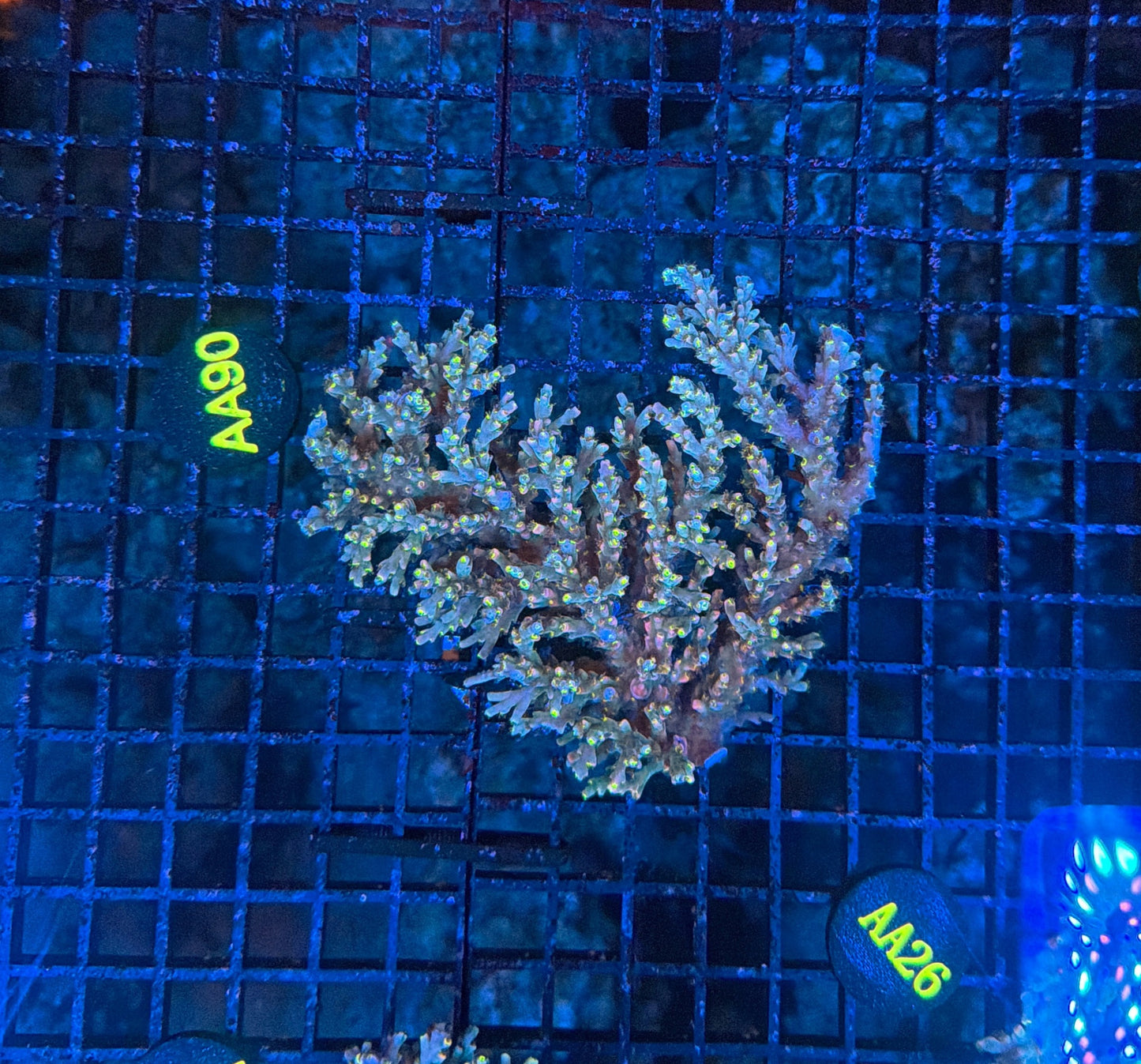 Malay Acro