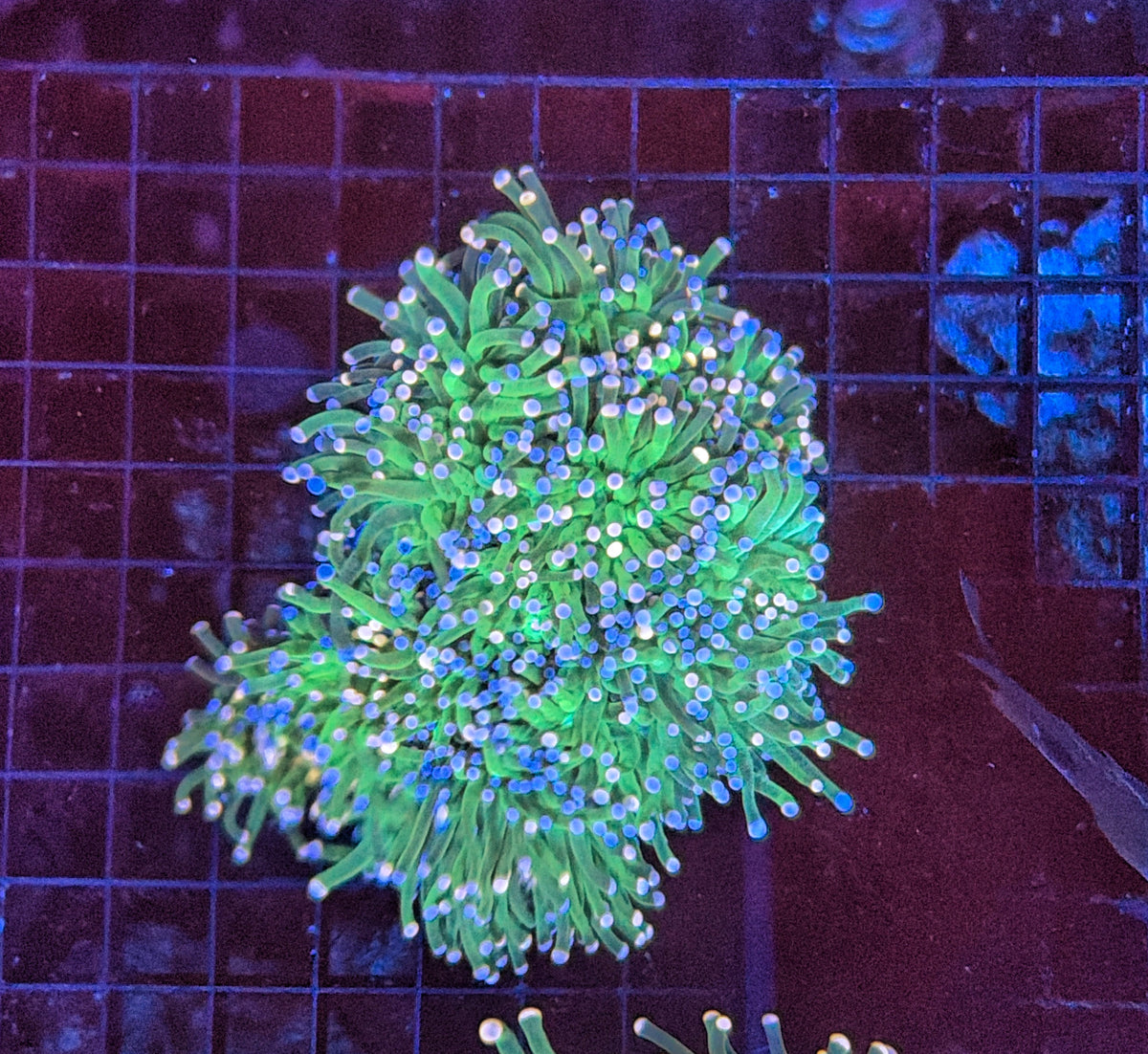Indo Green Torch colony 4-10 head colony