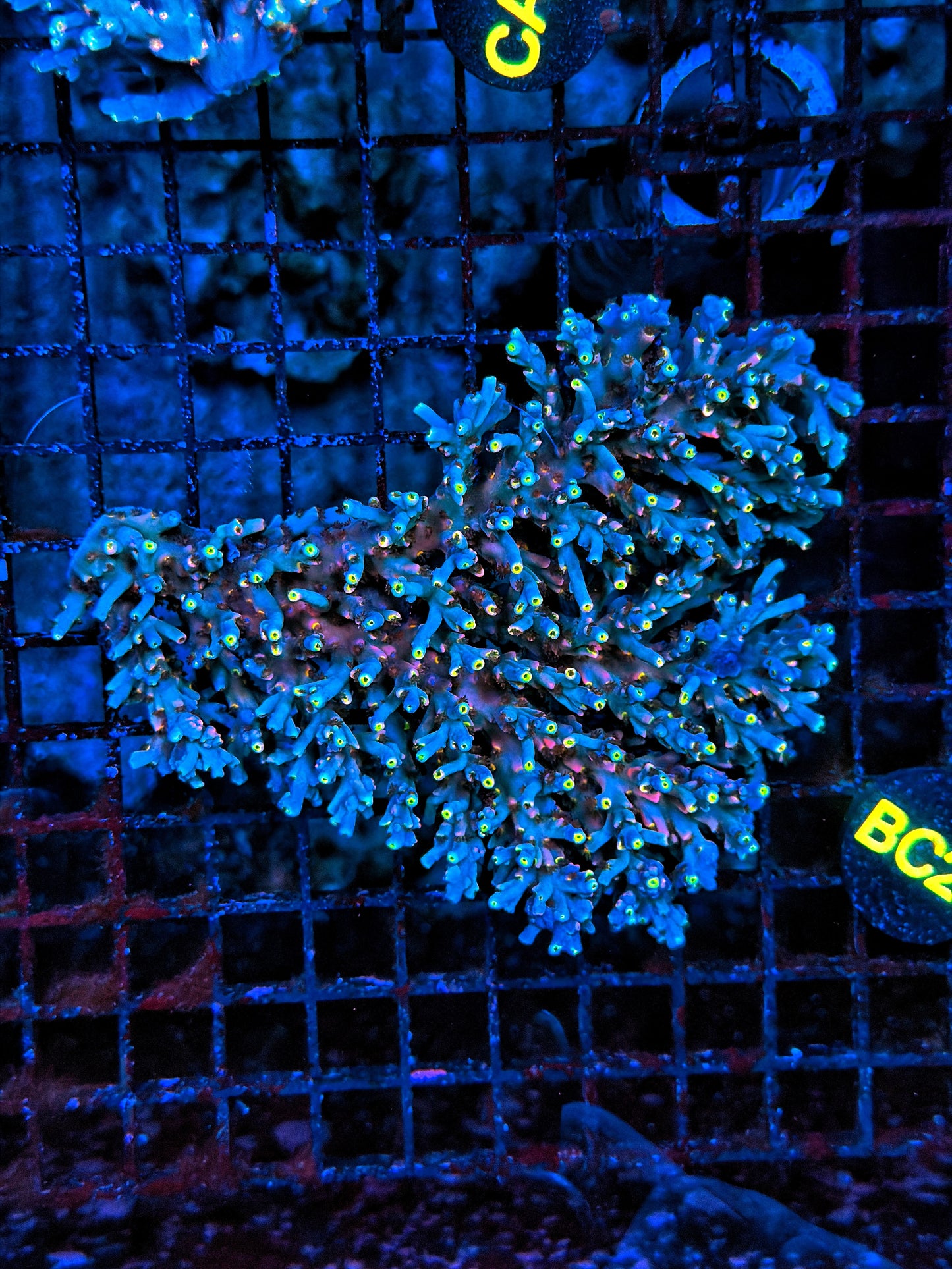 Malay Acro