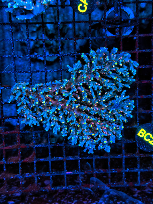 Malay Acro