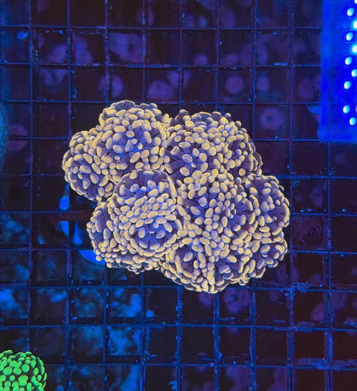 Indo SP Hammer colony