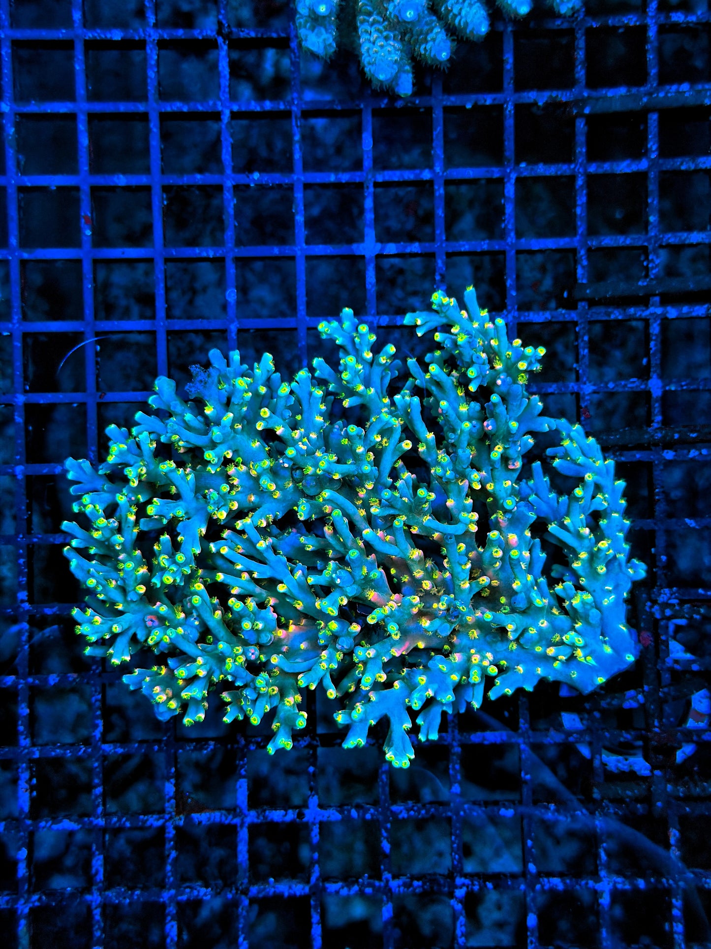 Malay Acro