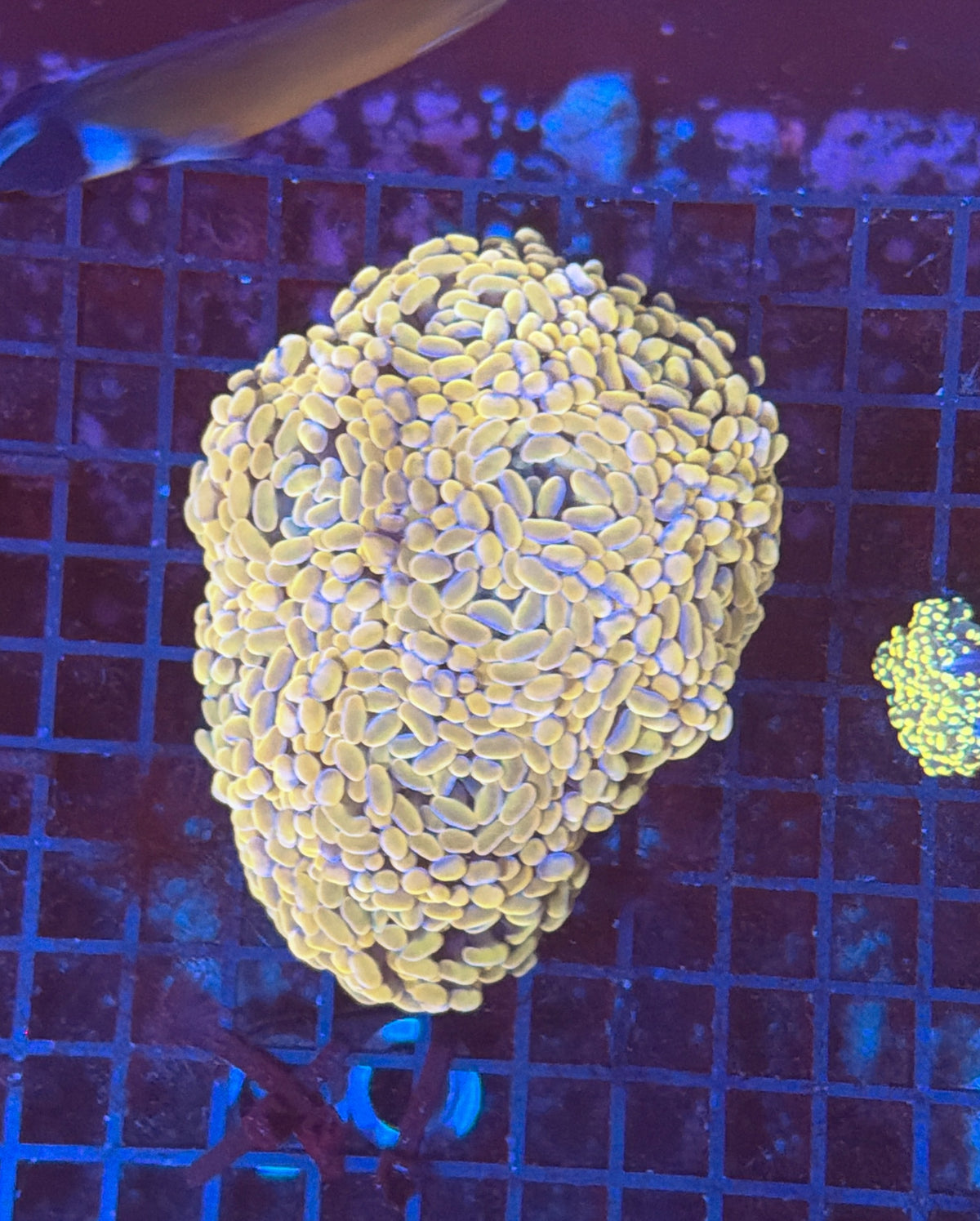 Indo SP Hammer colony