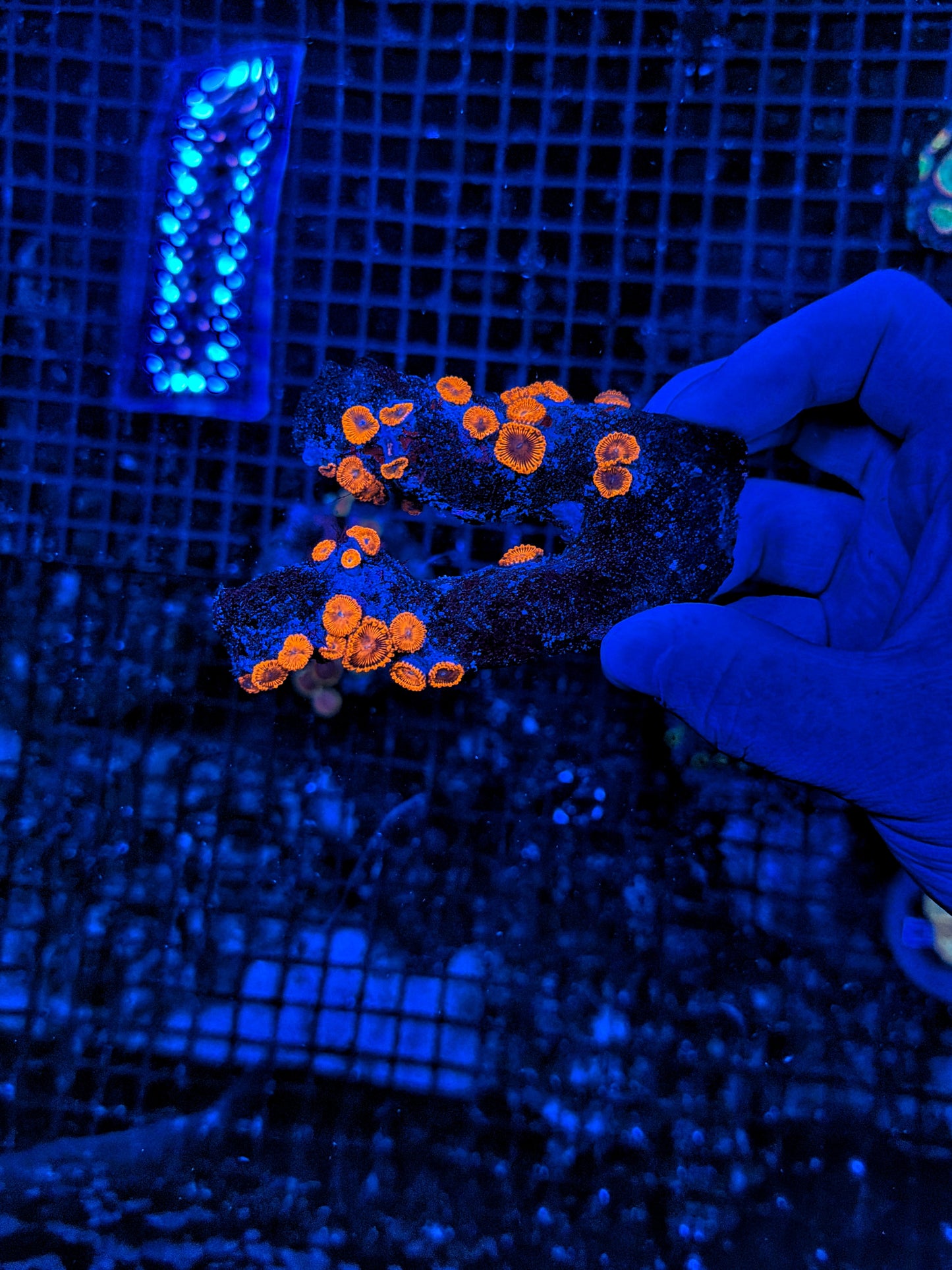 zoa rock