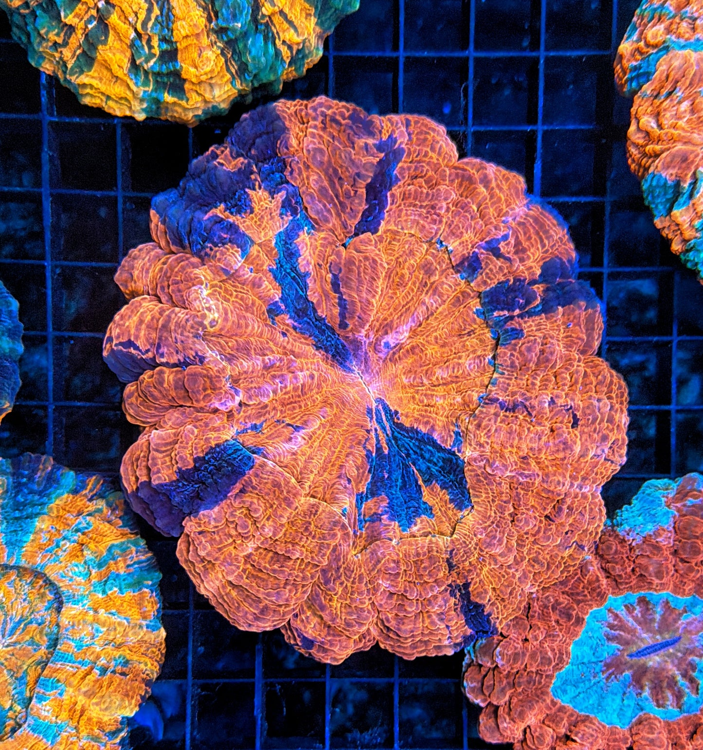 Rainbow Acantho