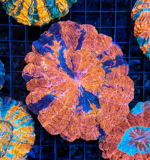 Rainbow Acantho