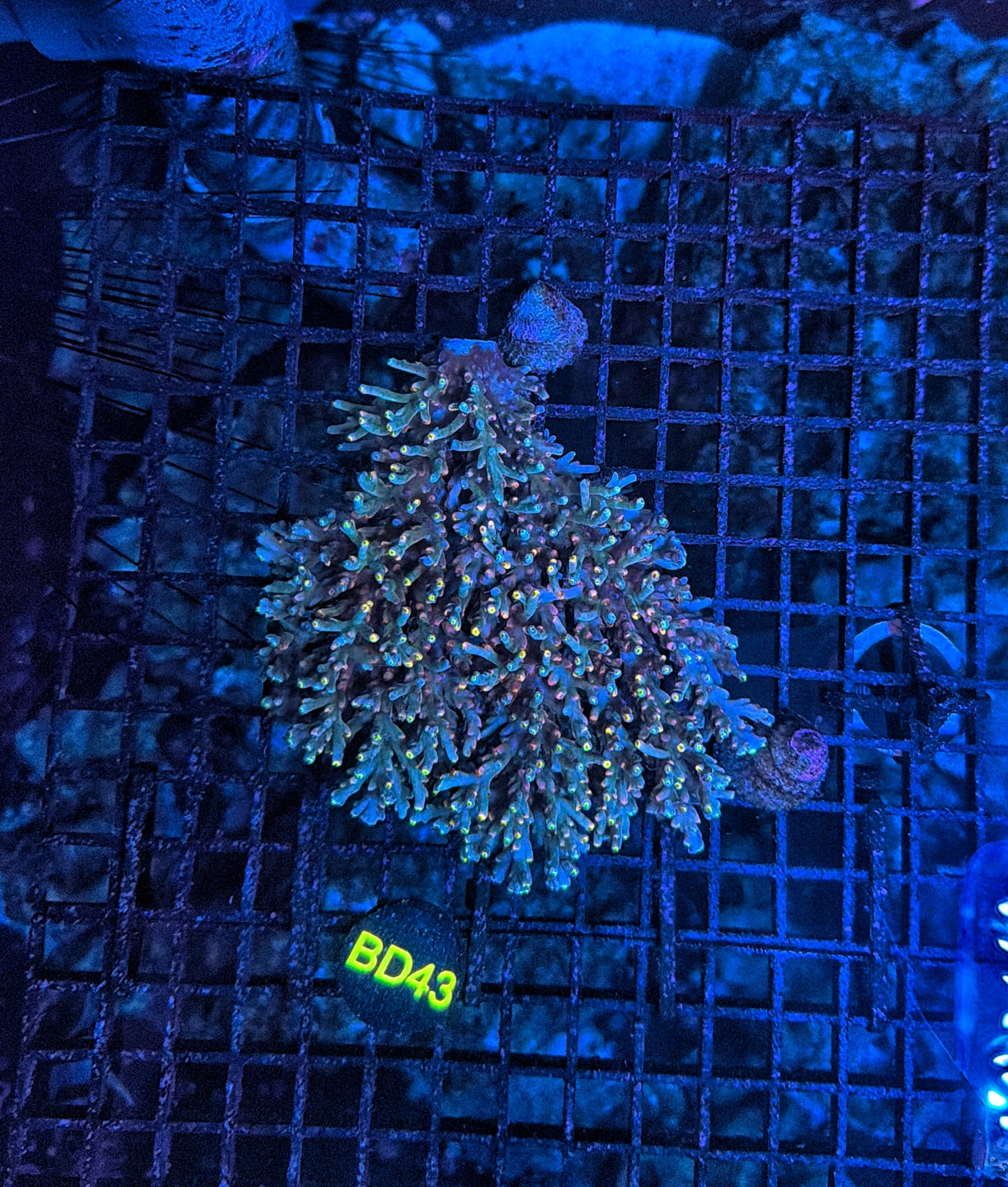 Malay Acro