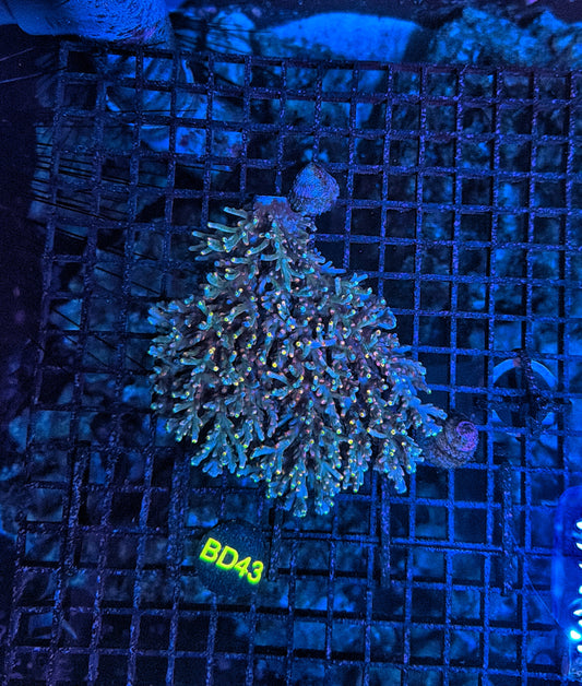 Malay Acro