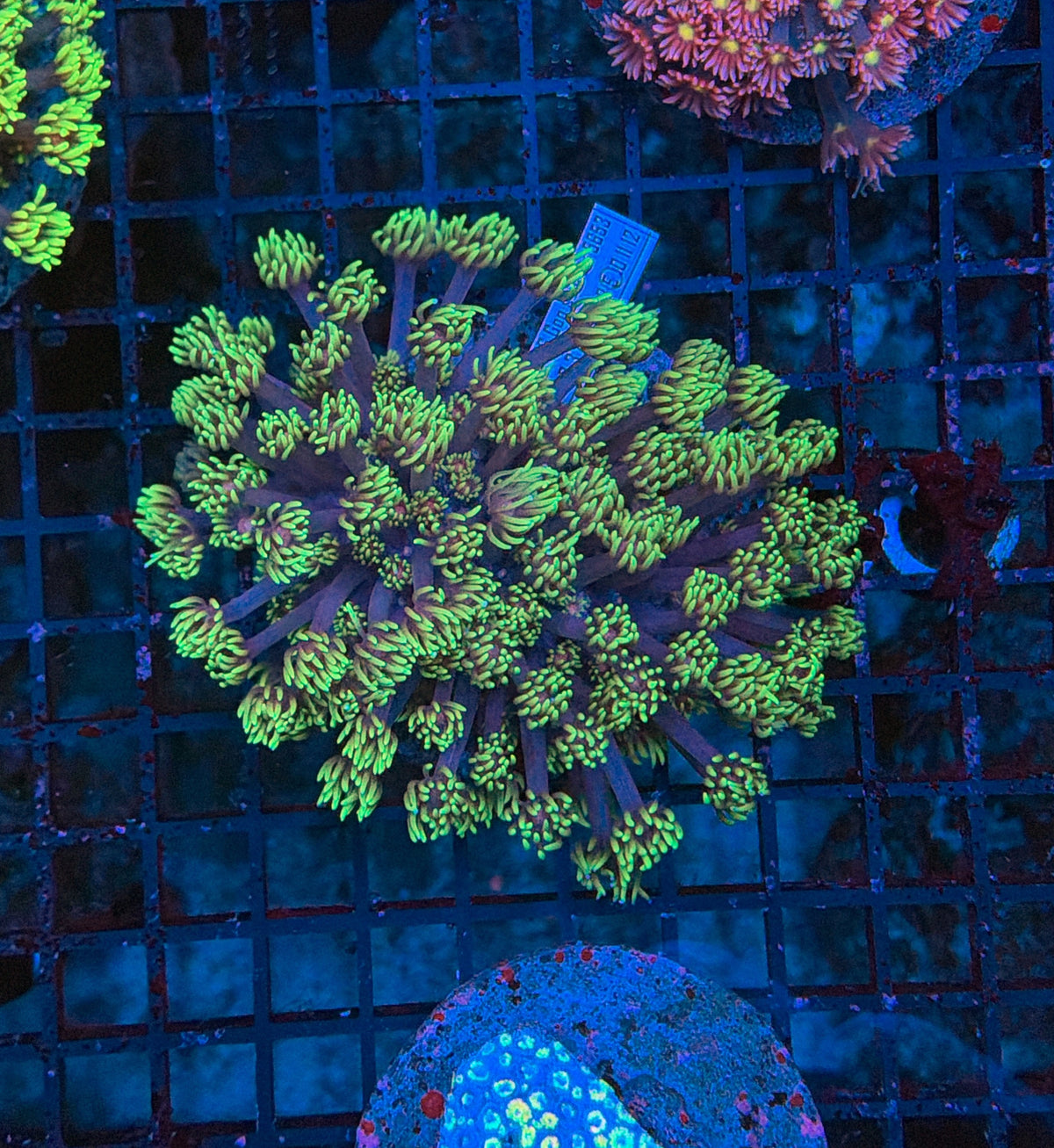 Goniopora