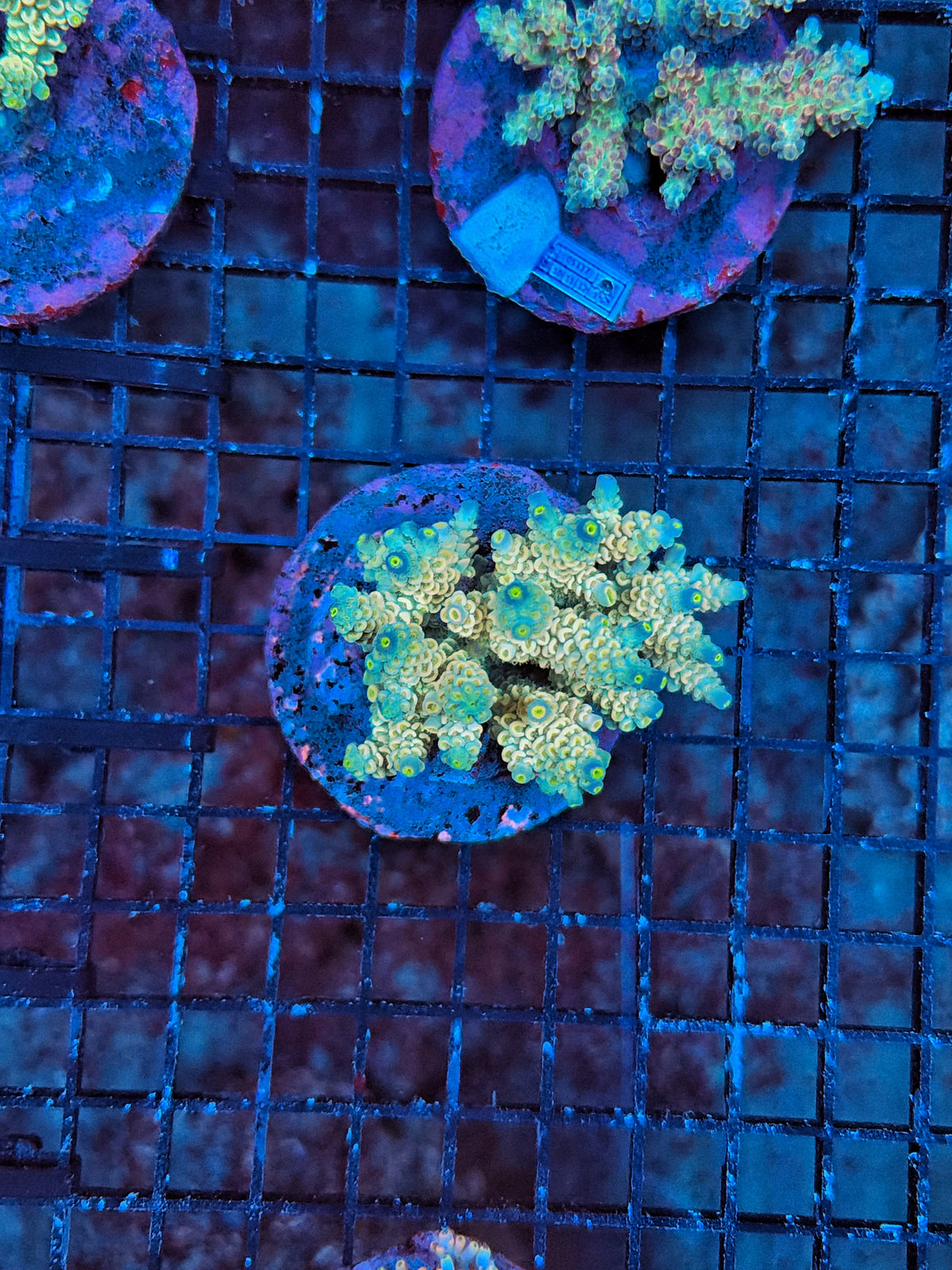 Indo Premium acro