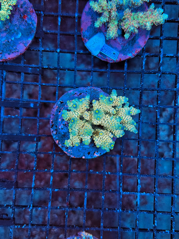 Indo Premium acro