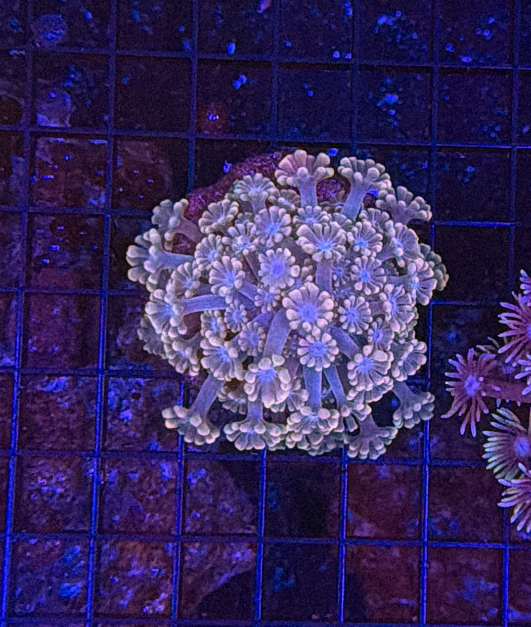 Rainbow alveopora