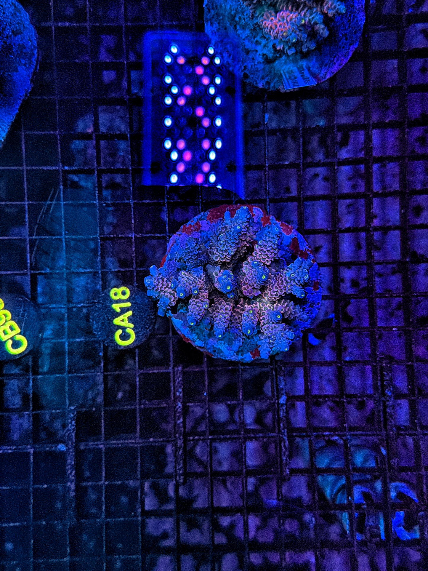 Indo Premium Acro