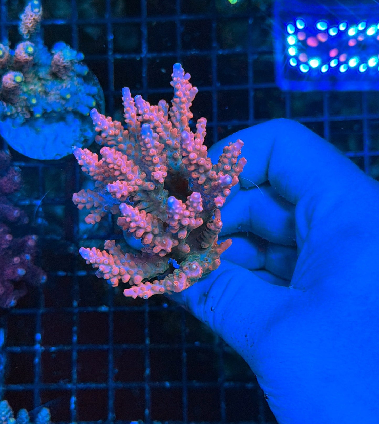 encrusted and colored up acro