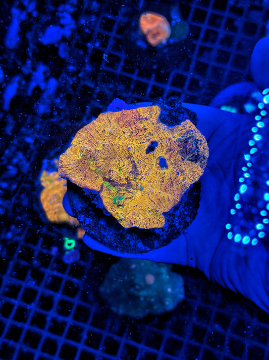 Rainbow chalice