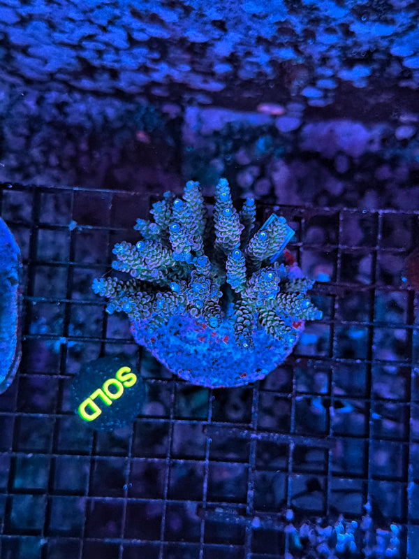 Indo Premium acro clearance
